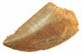 Serrated Raptor Tooth - Real Dinosaur Tooth #297743-1